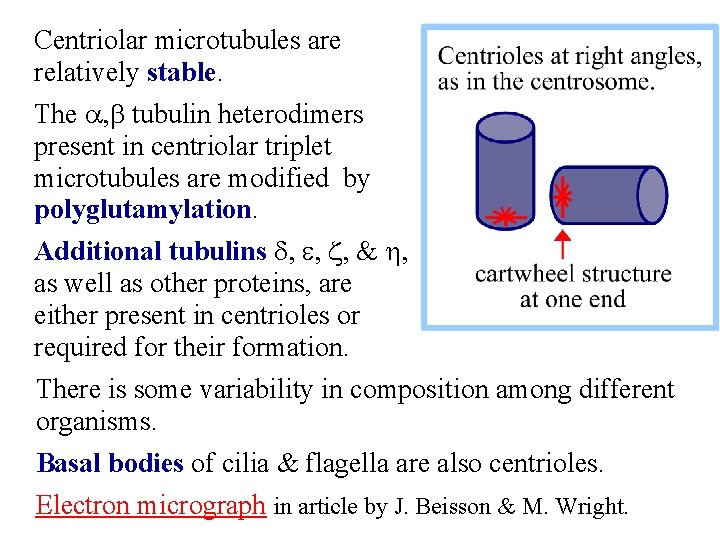 Centriolar microtubules are relatively stable. The a, b tubulin heterodimers present in centriolar triplet