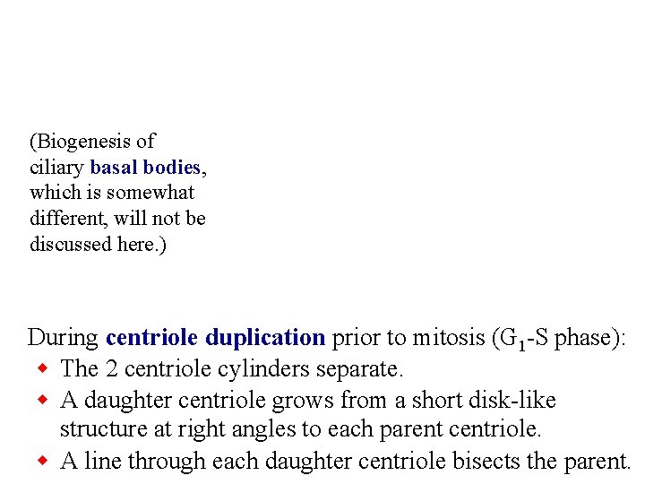 (Biogenesis of ciliary basal bodies, which is somewhat different, will not be discussed here.