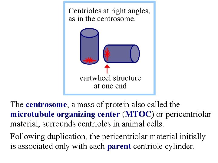 The centrosome, a mass of protein also called the microtubule organizing center (MTOC) or
