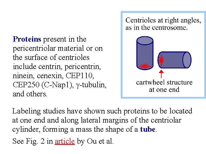 Proteins present in the pericentriolar material or on the surface of centrioles include centrin,