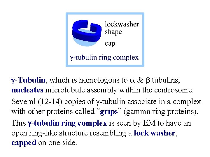g-Tubulin, which is homologous to a & b tubulins, nucleates microtubule assembly within the