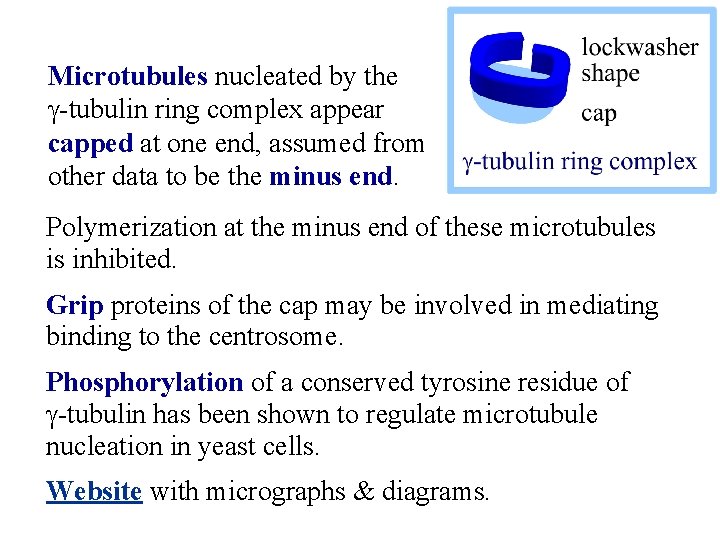 Microtubules nucleated by the g-tubulin ring complex appear capped at one end, assumed from