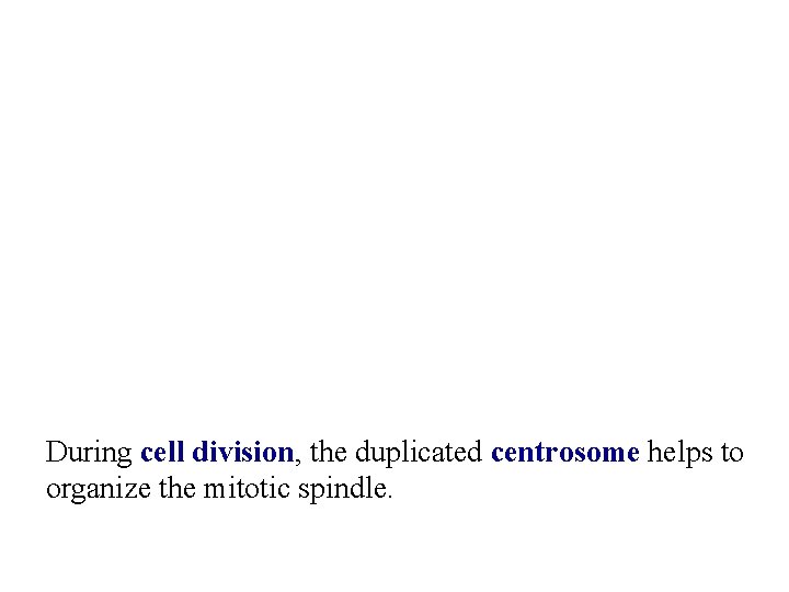 During cell division, the duplicated centrosome helps to organize the mitotic spindle. 