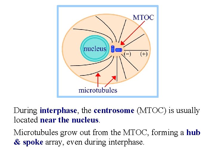During interphase, the centrosome (MTOC) is usually located near the nucleus. Microtubules grow out