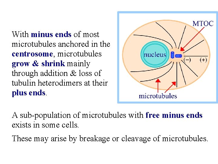 With minus ends of most microtubules anchored in the centrosome, microtubules grow & shrink
