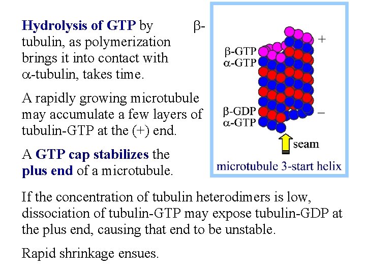 Hydrolysis of GTP by btubulin, as polymerization brings it into contact with a-tubulin, takes