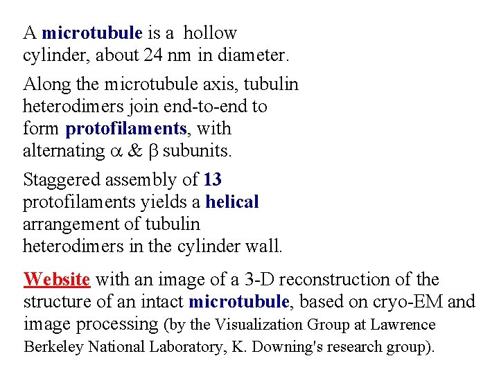 A microtubule is a hollow cylinder, about 24 nm in diameter. Along the microtubule