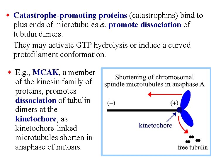 w Catastrophe-promoting proteins (catastrophins) bind to plus ends of microtubules & promote dissociation of