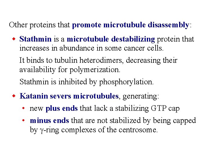 Other proteins that promote microtubule disassembly: w Stathmin is a microtubule destabilizing protein that