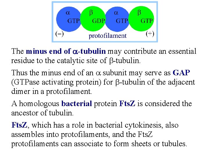 The minus end of a-tubulin may contribute an essential residue to the catalytic site