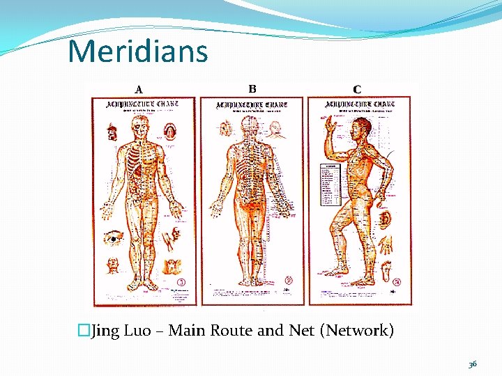 Meridians �Jing Luo – Main Route and Net (Network) 36 