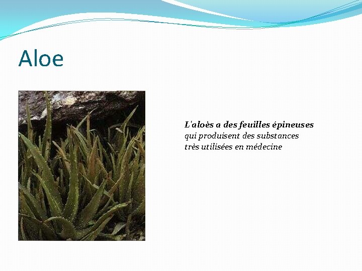 Aloe L'aloès a des feuilles épineuses qui produisent des substances très utilisées en médecine