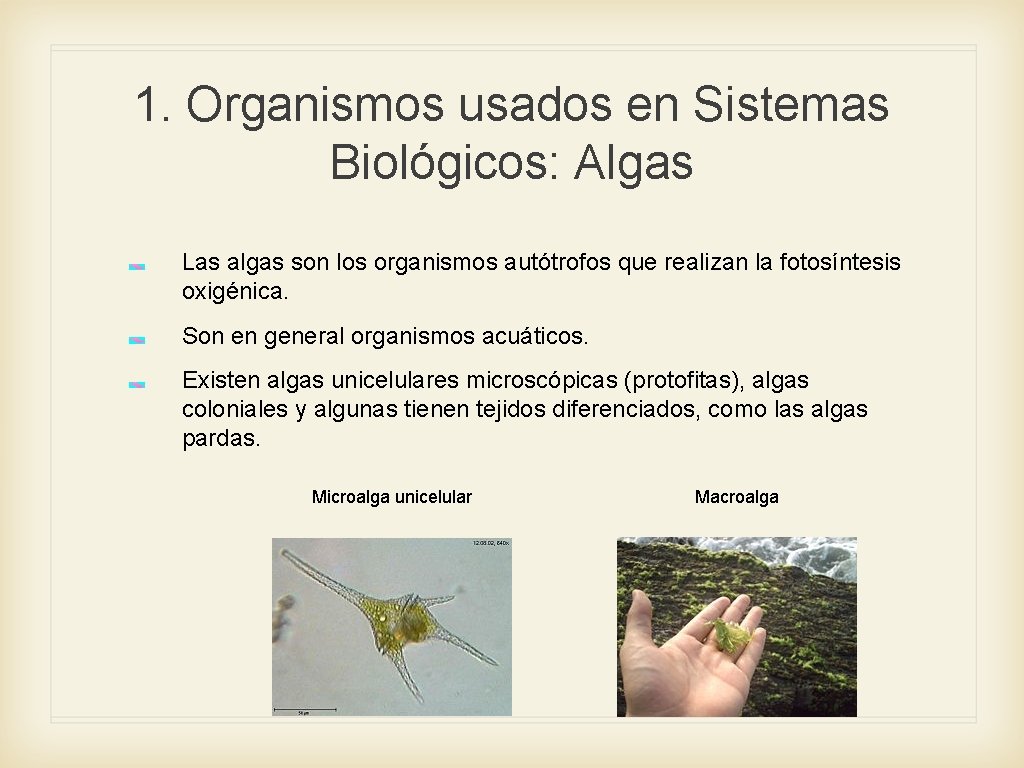 1. Organismos usados en Sistemas Biológicos: Algas Las algas son los organismos autótrofos que