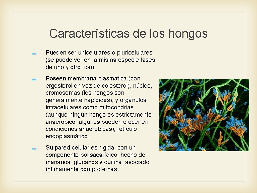 Características de los hongos Pueden ser unicelulares o pluricelulares, (se puede ver en la