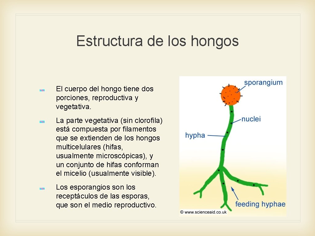Estructura de los hongos El cuerpo del hongo tiene dos porciones, reproductiva y vegetativa.