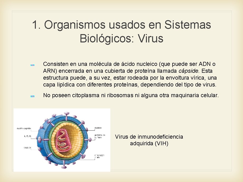 1. Organismos usados en Sistemas Biológicos: Virus Consisten en una molécula de ácido nucleico