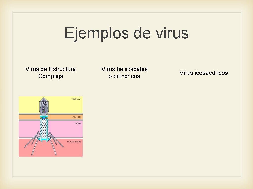 Ejemplos de virus Virus de Estructura Compleja Virus helicoidales o cilíndricos Virus icosaédricos 