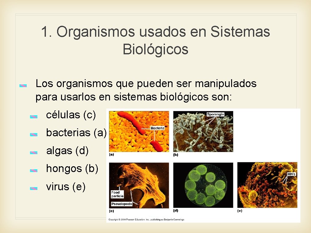 1. Organismos usados en Sistemas Biológicos Los organismos que pueden ser manipulados para usarlos