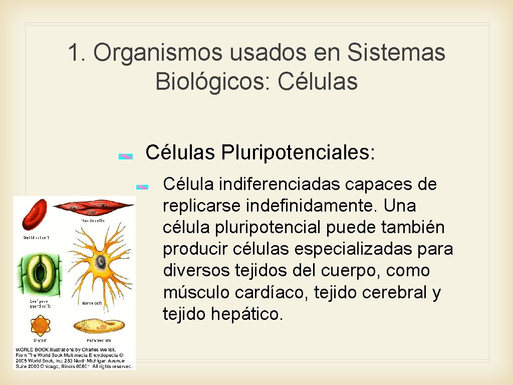 1. Organismos usados en Sistemas Biológicos: Células Pluripotenciales: Célula indiferenciadas capaces de replicarse indefinidamente.