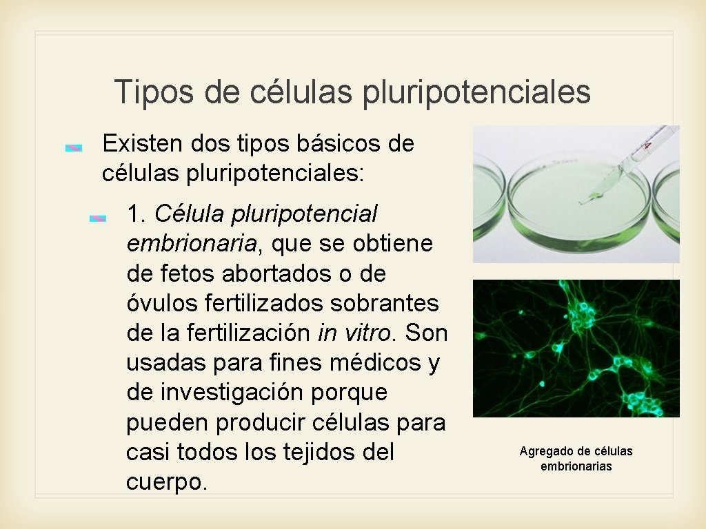 Tipos de células pluripotenciales Existen dos tipos básicos de células pluripotenciales: 1. Célula pluripotencial