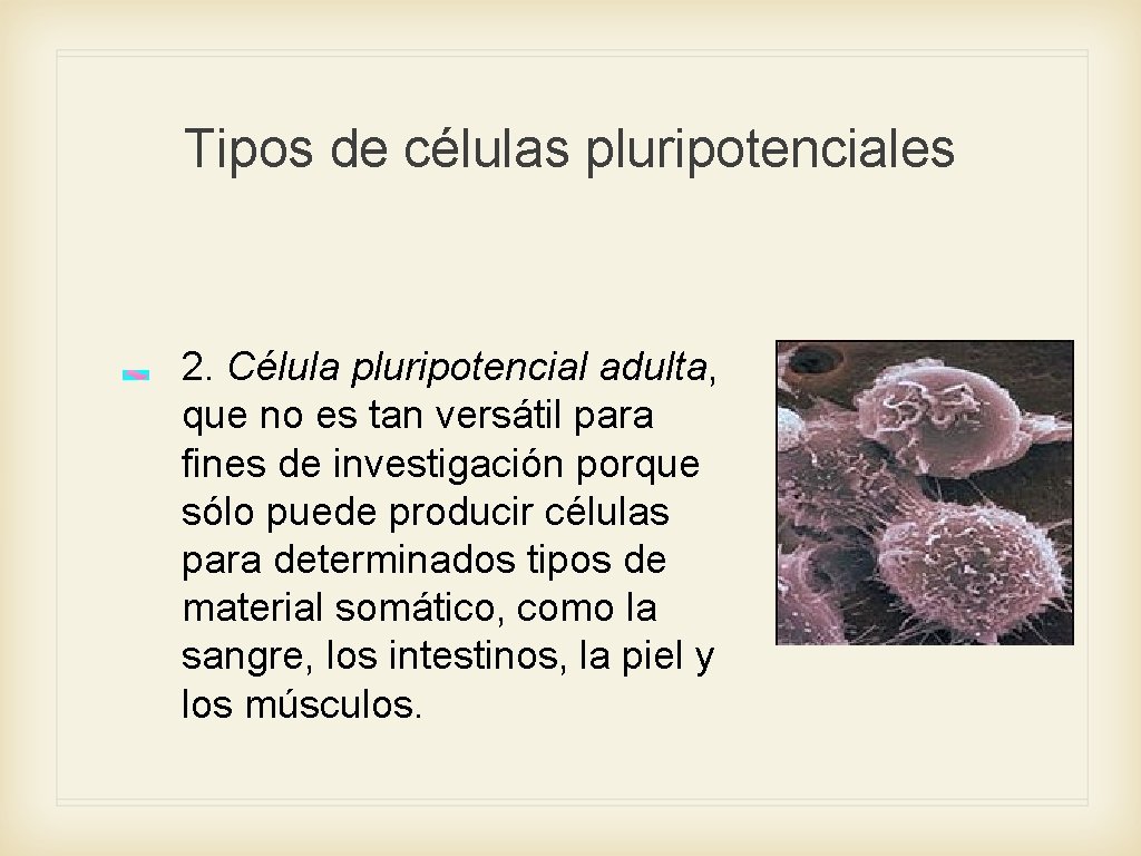 Tipos de células pluripotenciales 2. Célula pluripotencial adulta, que no es tan versátil para