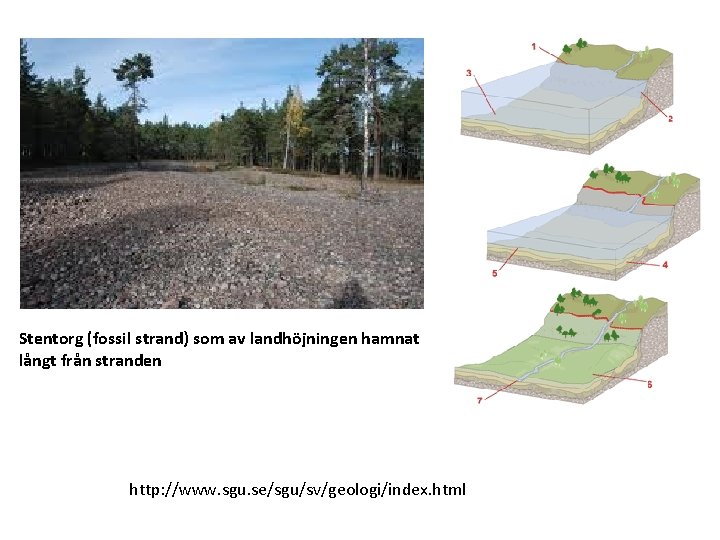 Stentorg (fossil strand) som av landhöjningen hamnat långt från stranden http: //www. sgu. se/sgu/sv/geologi/index.