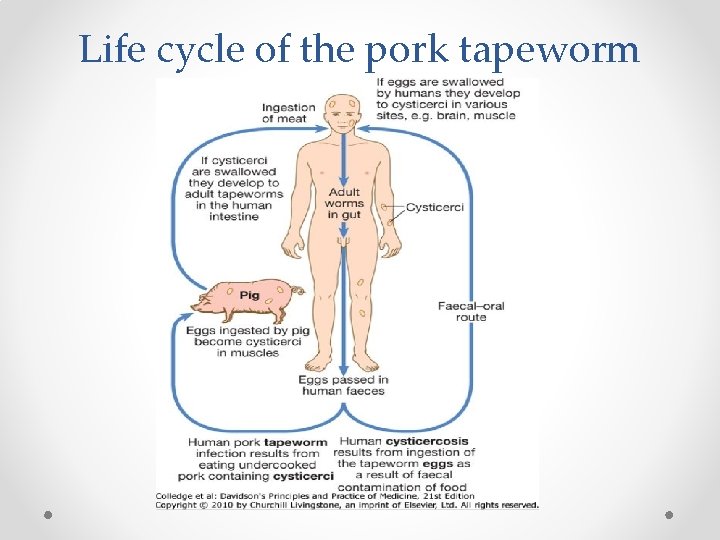 Life cycle of the pork tapeworm 