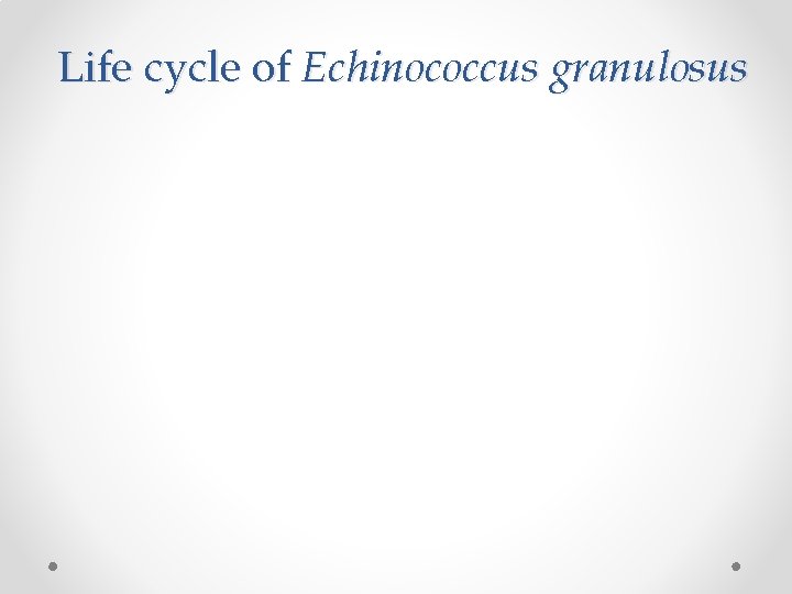 Life cycle of Echinococcus granulosus 