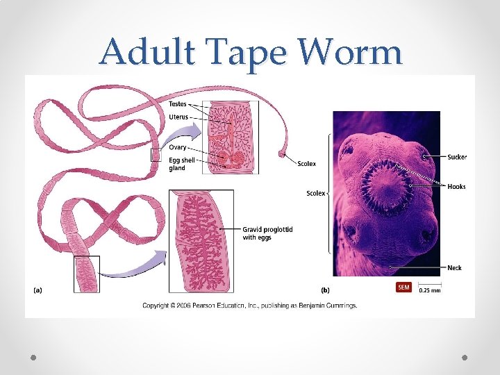 Adult Tape Worm 