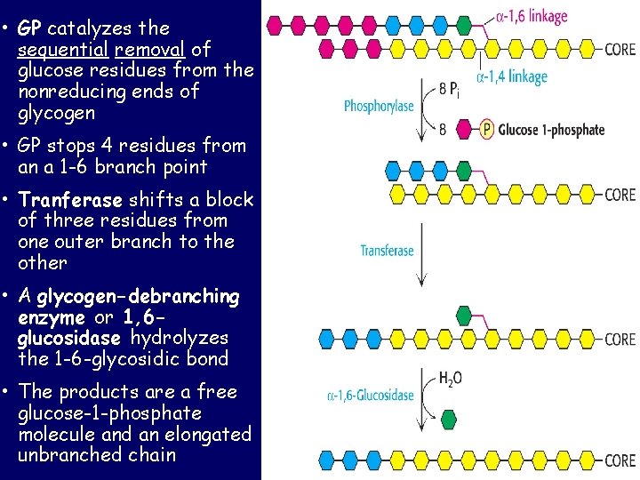 • GP catalyzes the sequential removal of glucose residues from the nonreducing ends • GP catalyzes the sequential removal of glucose residues from the nonreducing ends