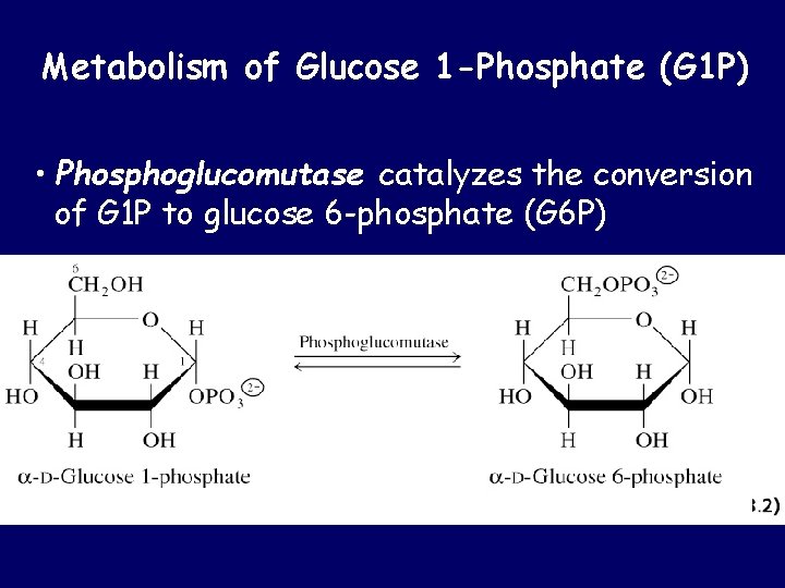 Metabolism of Glucose 1 -Phosphate (G 1 P) • Phosphoglucomutase catalyzes the conversion of Metabolism of Glucose 1 -Phosphate (G 1 P) • Phosphoglucomutase catalyzes the conversion of