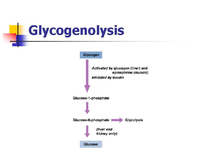Glycogenolysis Glycogenolysis