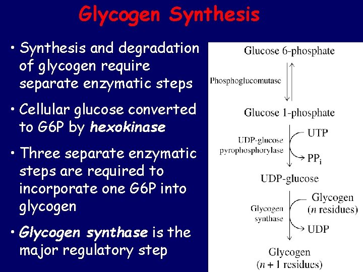 Glycogen Synthesis • Synthesis and degradation of glycogen require separate enzymatic steps • Cellular Glycogen Synthesis • Synthesis and degradation of glycogen require separate enzymatic steps • Cellular