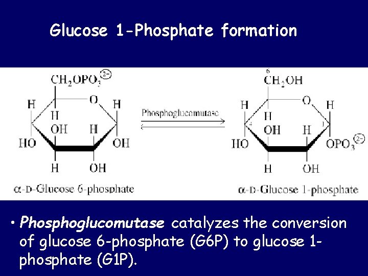 Glucose 1 -Phosphate formation • Phosphoglucomutase catalyzes the conversion of glucose 6 -phosphate (G Glucose 1 -Phosphate formation • Phosphoglucomutase catalyzes the conversion of glucose 6 -phosphate (G