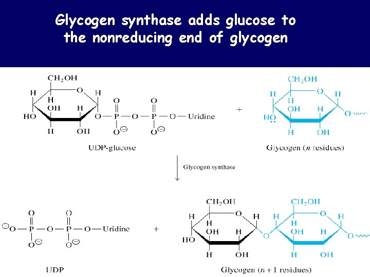 Glycogen synthase adds glucose to the nonreducing end of glycogen Glycogen synthase adds glucose to the nonreducing end of glycogen
