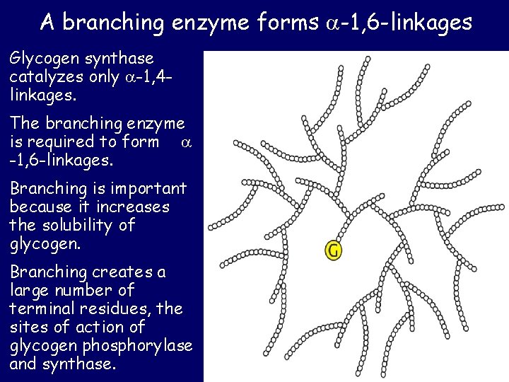 A branching enzyme forms -1, 6 -linkages Glycogen synthase catalyzes only -1, 4 linkages. A branching enzyme forms -1, 6 -linkages Glycogen synthase catalyzes only -1, 4 linkages.