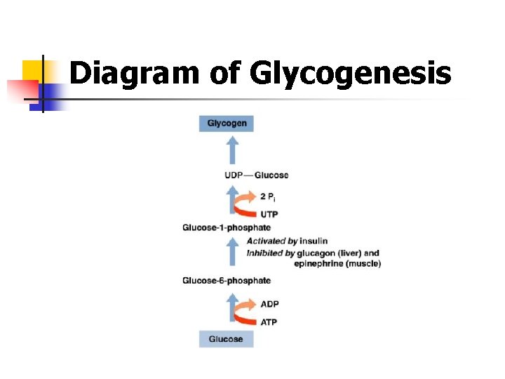 Diagram of Glycogenesis Diagram of Glycogenesis