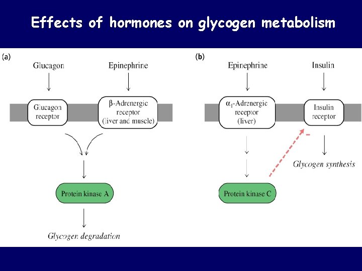 Effects of hormones on glycogen metabolism Effects of hormones on glycogen metabolism