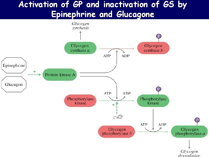 Activation of GP and inactivation of GS by Epinephrine and Glucagone Activation of GP and inactivation of GS by Epinephrine and Glucagone