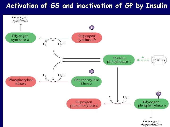 Activation of GS and inactivation of GP by Insulin Activation of GS and inactivation of GP by Insulin
