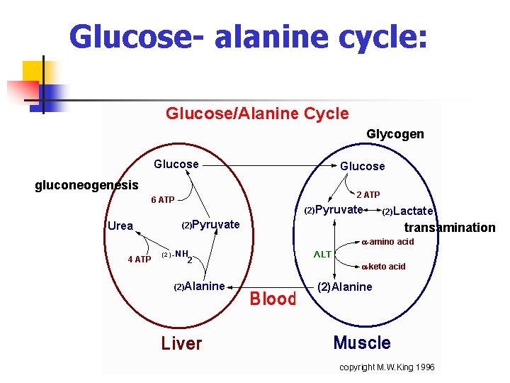 Glucose- alanine cycle: Glycogen gluconeogenesis transamination Glucose- alanine cycle: Glycogen gluconeogenesis transamination