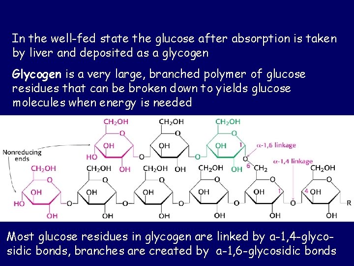 In the well-fed state the glucose after absorption is taken by liver and deposited In the well-fed state the glucose after absorption is taken by liver and deposited