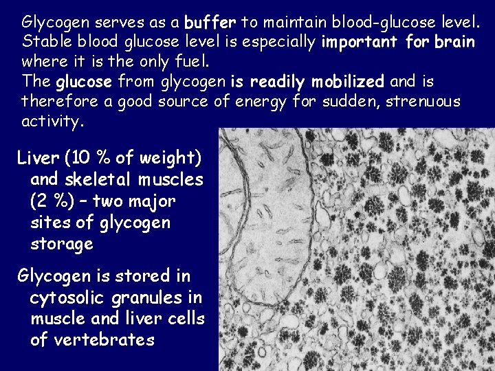Glycogen serves as a buffer to maintain blood-glucose level. Stable blood glucose level is Glycogen serves as a buffer to maintain blood-glucose level. Stable blood glucose level is