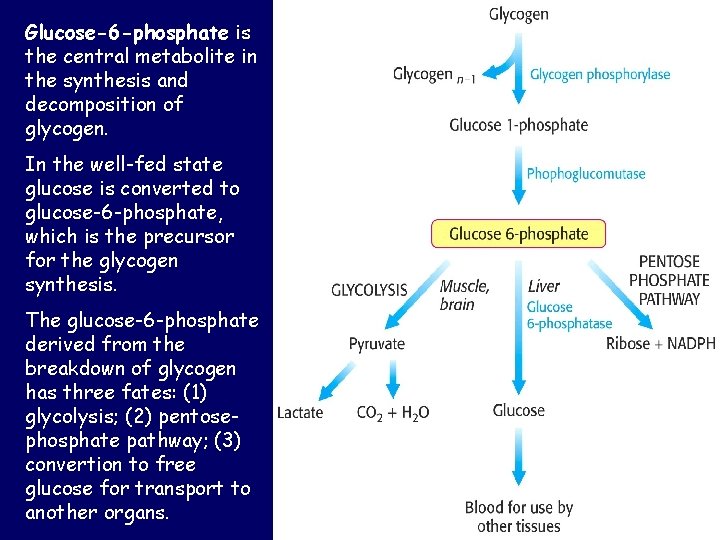 Glucose-6 -phosphate is the central metabolite in the synthesis and decomposition of glycogen. In Glucose-6 -phosphate is the central metabolite in the synthesis and decomposition of glycogen. In