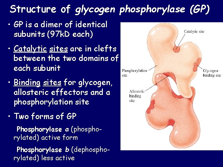 Structure of glycogen phosphorylase (GP) • GP is a dimer of identical subunits (97 Structure of glycogen phosphorylase (GP) • GP is a dimer of identical subunits (97