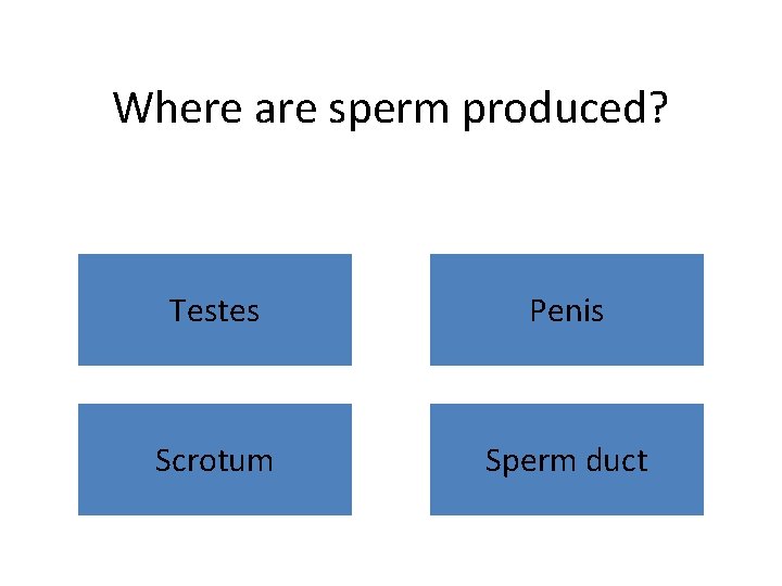 Where are sperm produced? Testes Penis Scrotum Sperm duct 