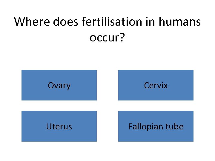 Where does fertilisation in humans occur? Ovary Cervix Uterus Fallopian tube 