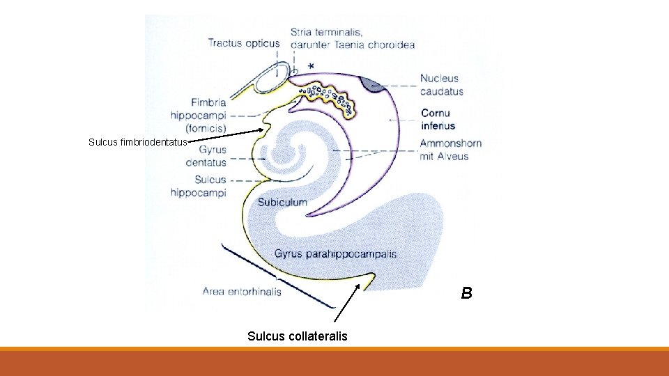 Sulcus fimbriodentatus B Sulcus collateralis 