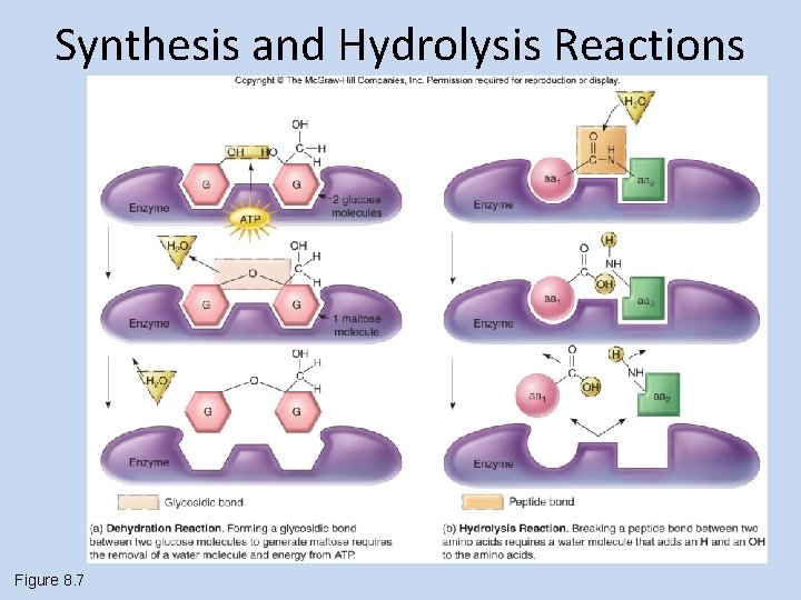 Synthesis and Hydrolysis Reactions Figure 8. 7 