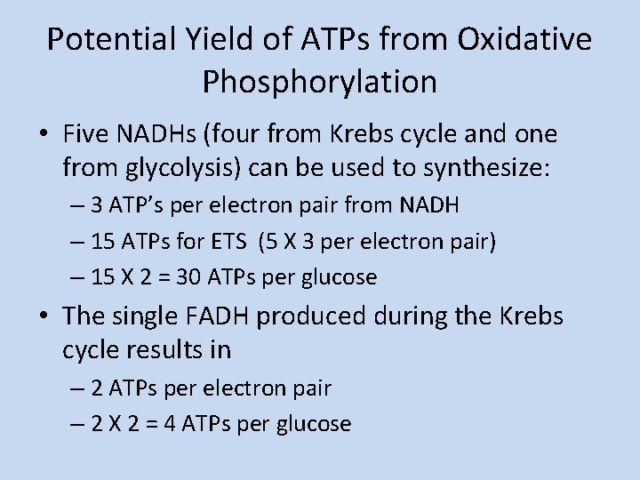 Potential Yield of ATPs from Oxidative Phosphorylation • Five NADHs (four from Krebs cycle